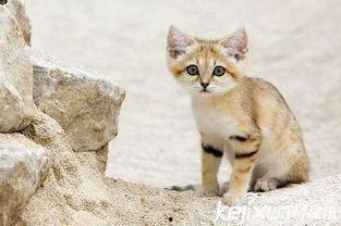 亚洲国产毛茸茸,探寻自然之美与民族风情